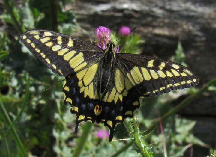 Anise Swallowtail